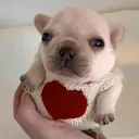 @ibishupessima_1988