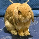@zadabunny