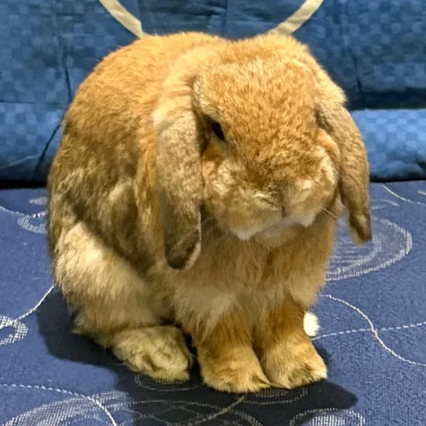 zadabunny