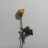 hiella01