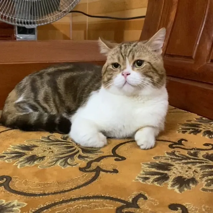 giadinhsoinmimi
