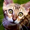 skeeterthebengal