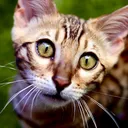 @skeeterthebengal
