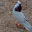 @goyercin51