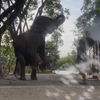elephantlovejapanese