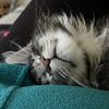 ares_our_mainecoon