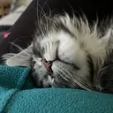 @ares_our_mainecoon