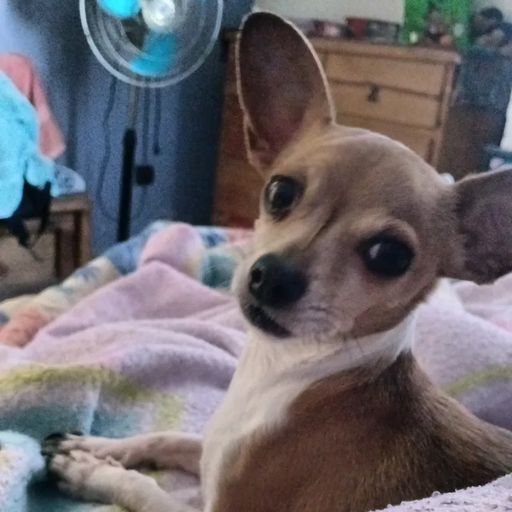 luiselpollo95