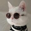 cats.live9