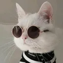 @cats.live9