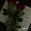 @sara.gossa6
