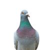 pigeonthefirst2