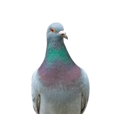 @pigeonthefirst2