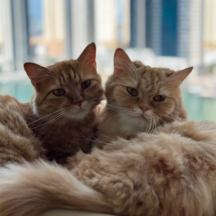 @orangeisthenewcat__