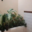 @rishshshshsh