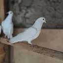 @rrqfagwgwbw