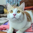 @mitthi.the.meow.m