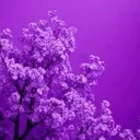 @sadiaya_zubair