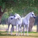 @odat_khaled