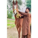 @uzairch06