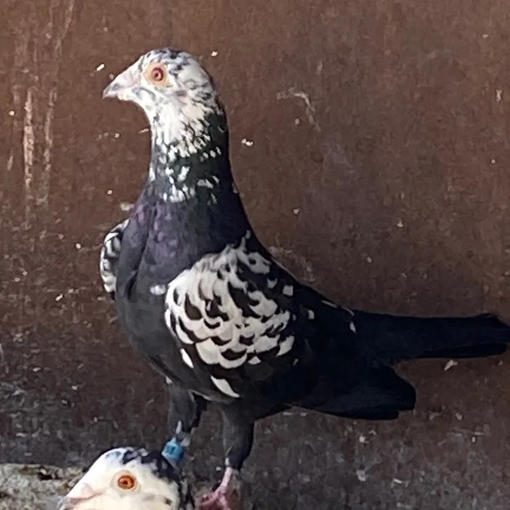 ugurcanguler_7546