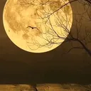@janjali7