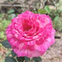 @t_l.9092