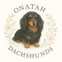 @onatahdachshunds