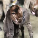 @zalngotafarm
