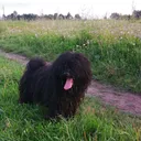@csirkezsolt