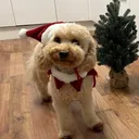 @balunokk