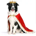 @lasie_dog132