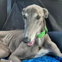 @harrythegreathound