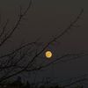 fatma_y663