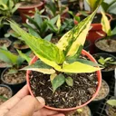 @aceilhamflorist