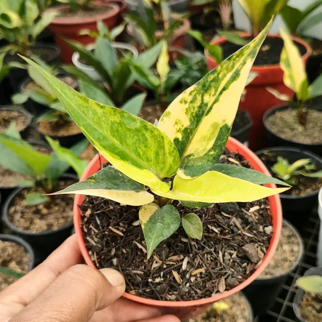 @aceilhamflorist