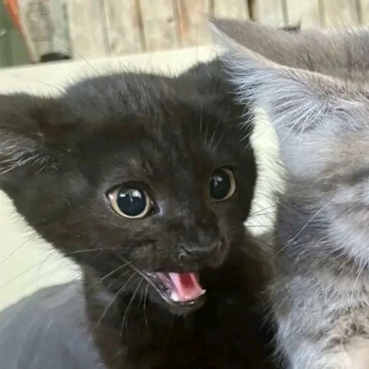 meaw_meoow0