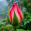 umesh6336