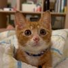 meow_chunsam