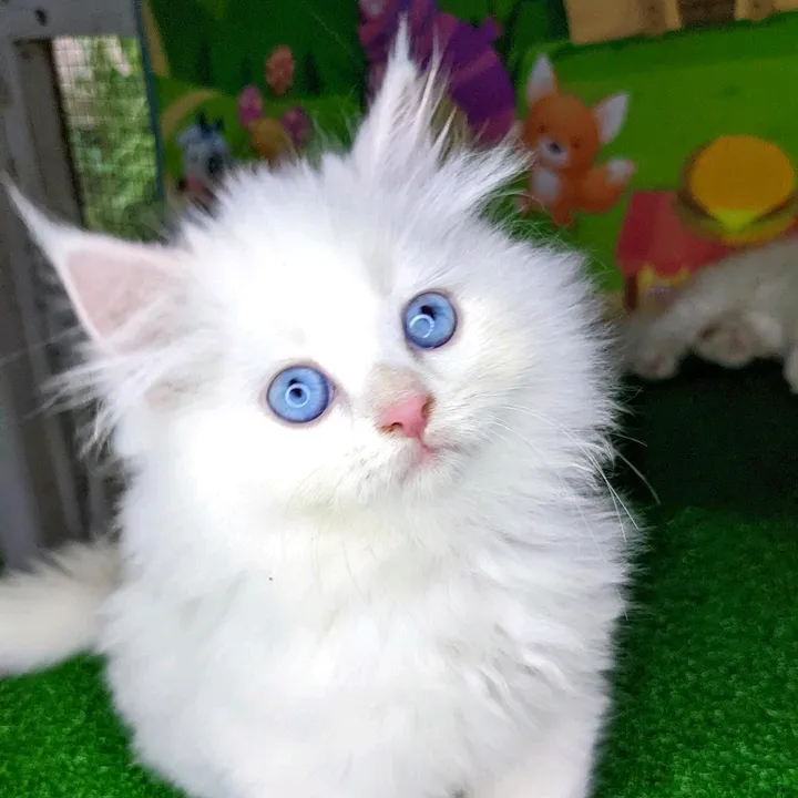 @meow__mart