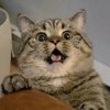 kinglukameowmeow