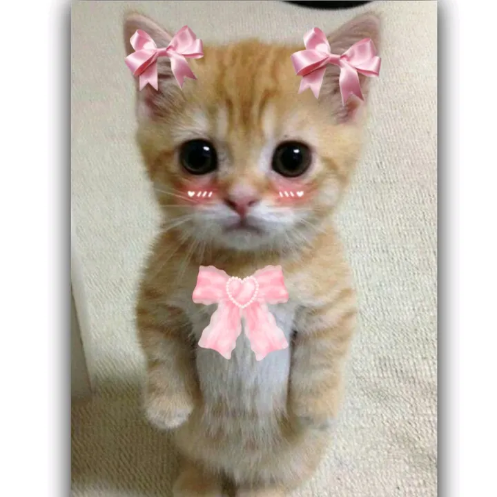 @putki465