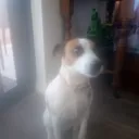 @dogsmash11