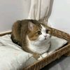 meowpedia_007