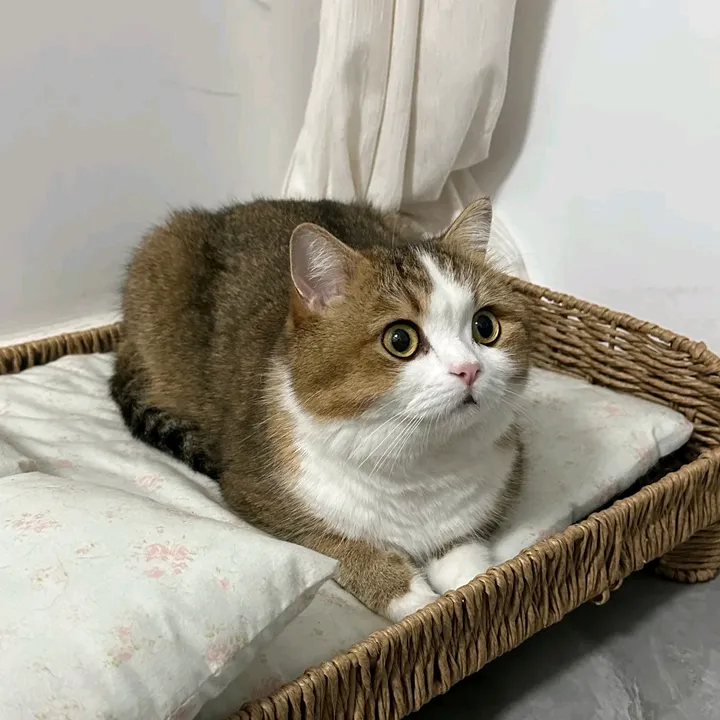 meowpedia_007