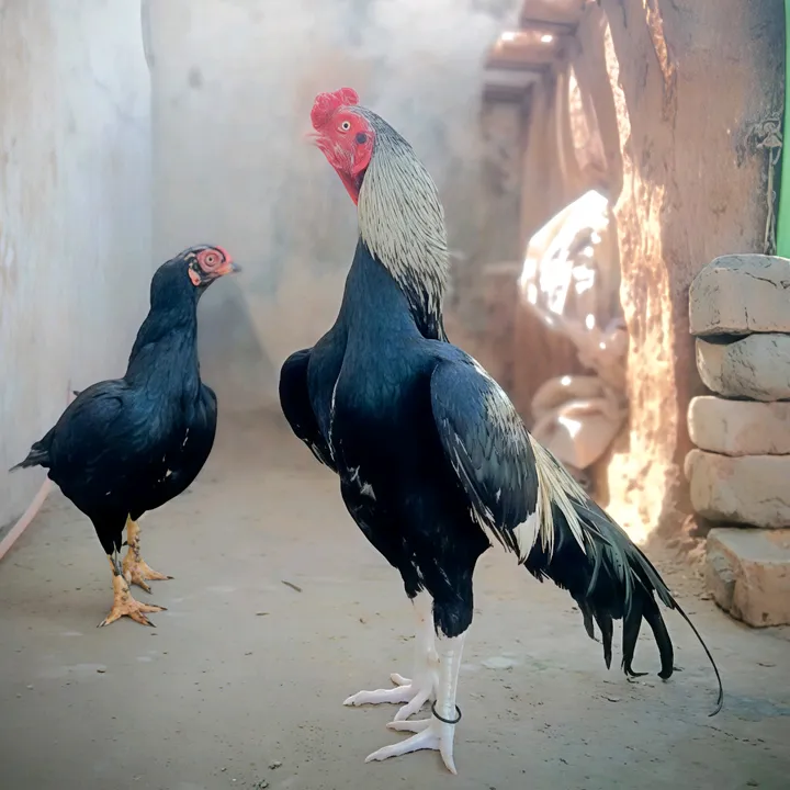 gunjialaseel