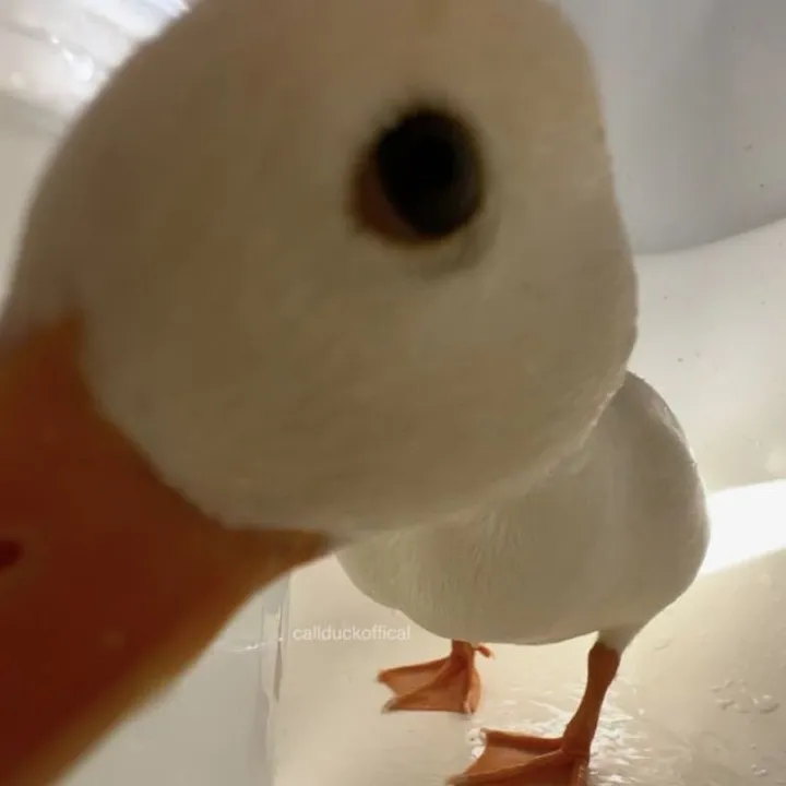 ri_osatouman