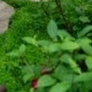 @minaechevere_on_yt