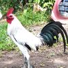kingatoygamefowl