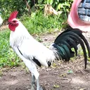 @kingatoygamefowl